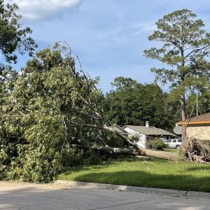 Trees were pulled straight from their root systems as the soil became mud from days of soaking in rainwater prior to Hurricane Beryl’s landfall.